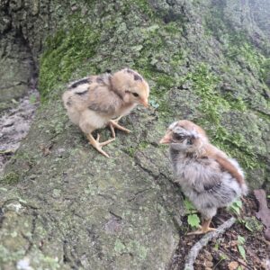 Araucana Day-Old Chicks