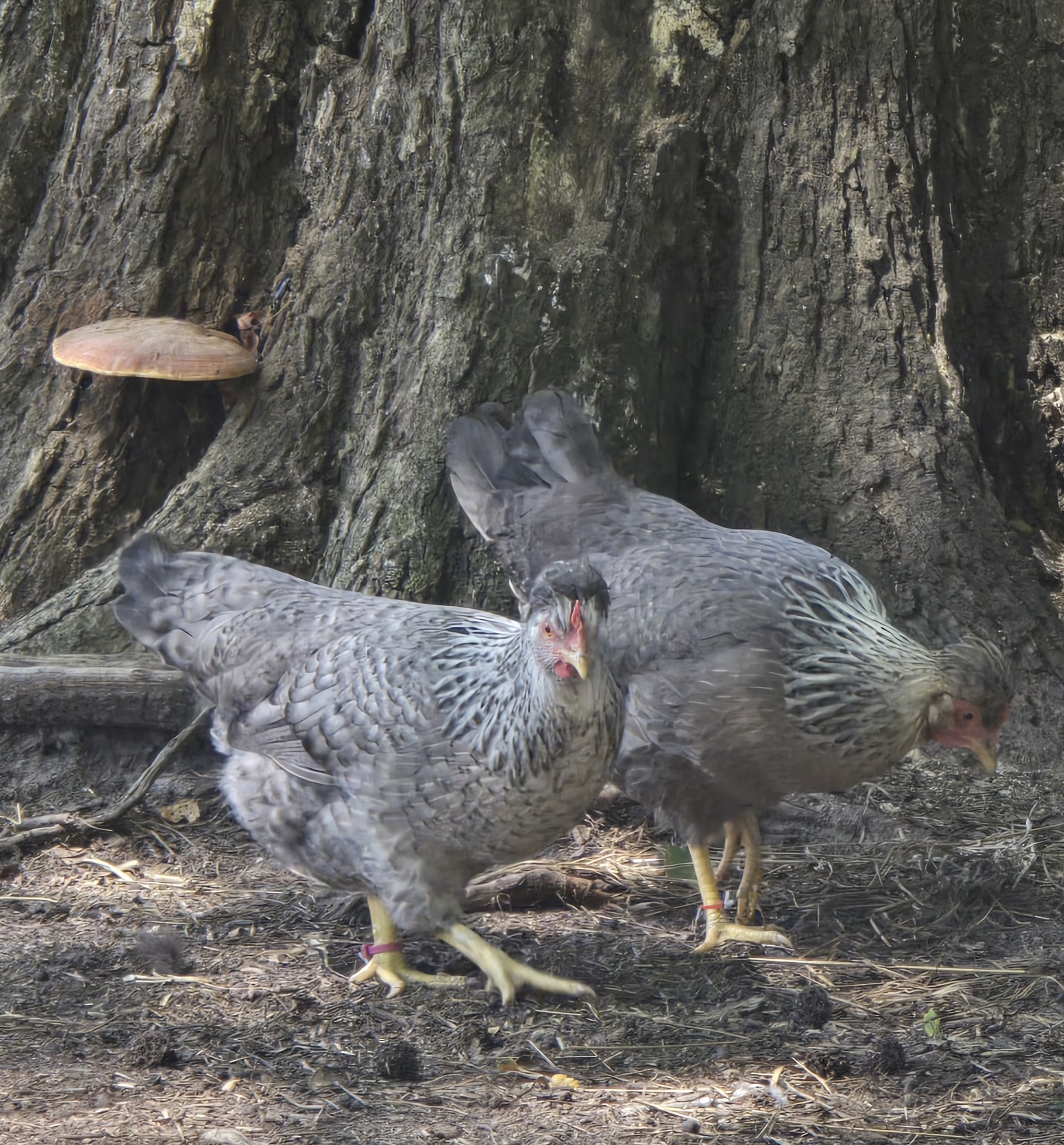 Cream Legbar Hatching Eggs - 1 Dozen - Image 9