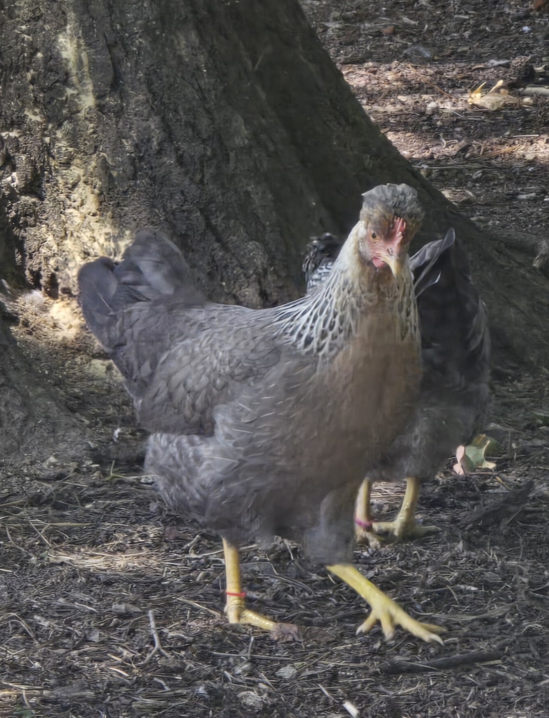 Cream Legbar Hatching Eggs - 1 Dozen - Image 6