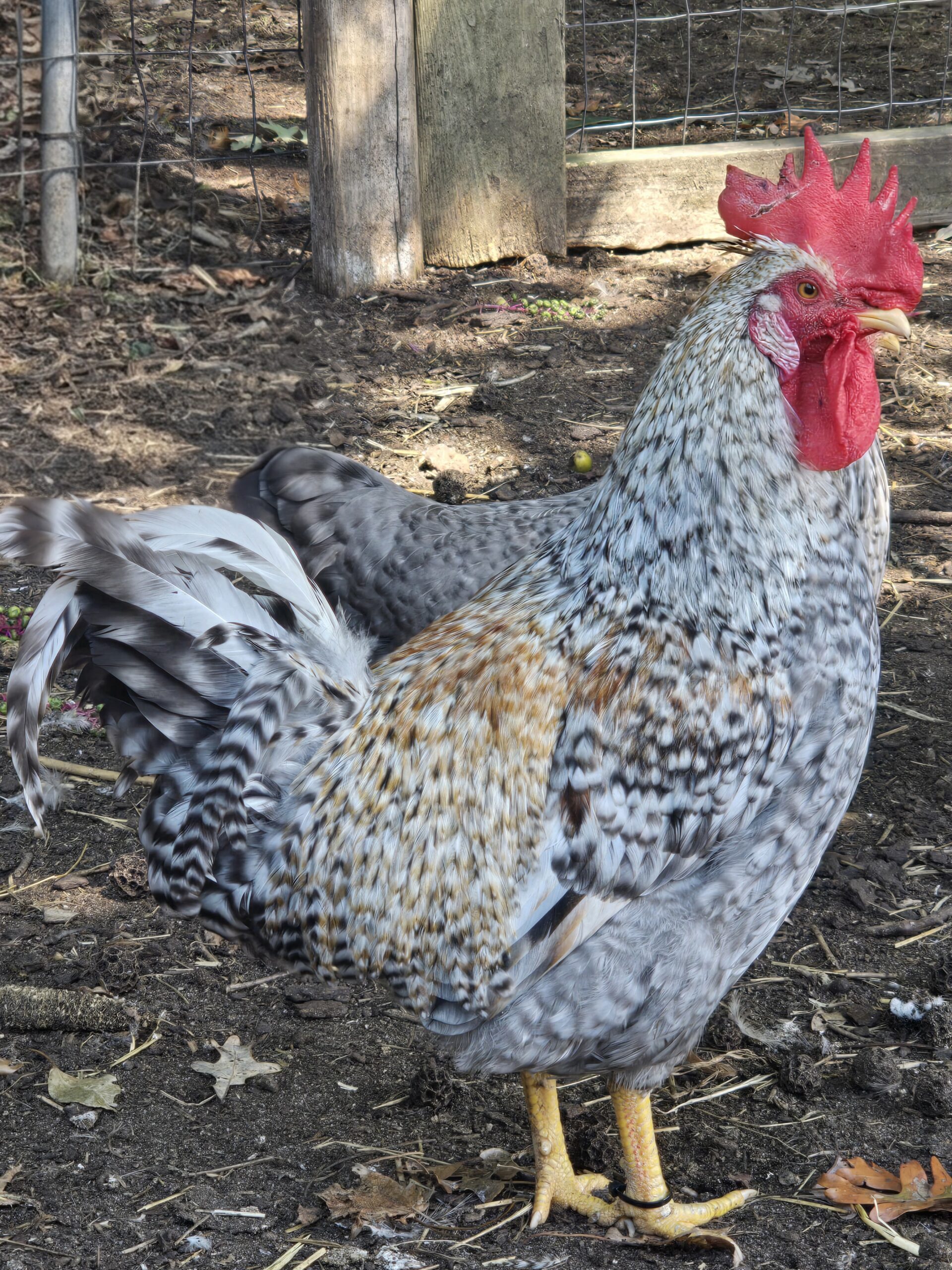 Cream Legbar Hatching Eggs - 1 Dozen - Image 8