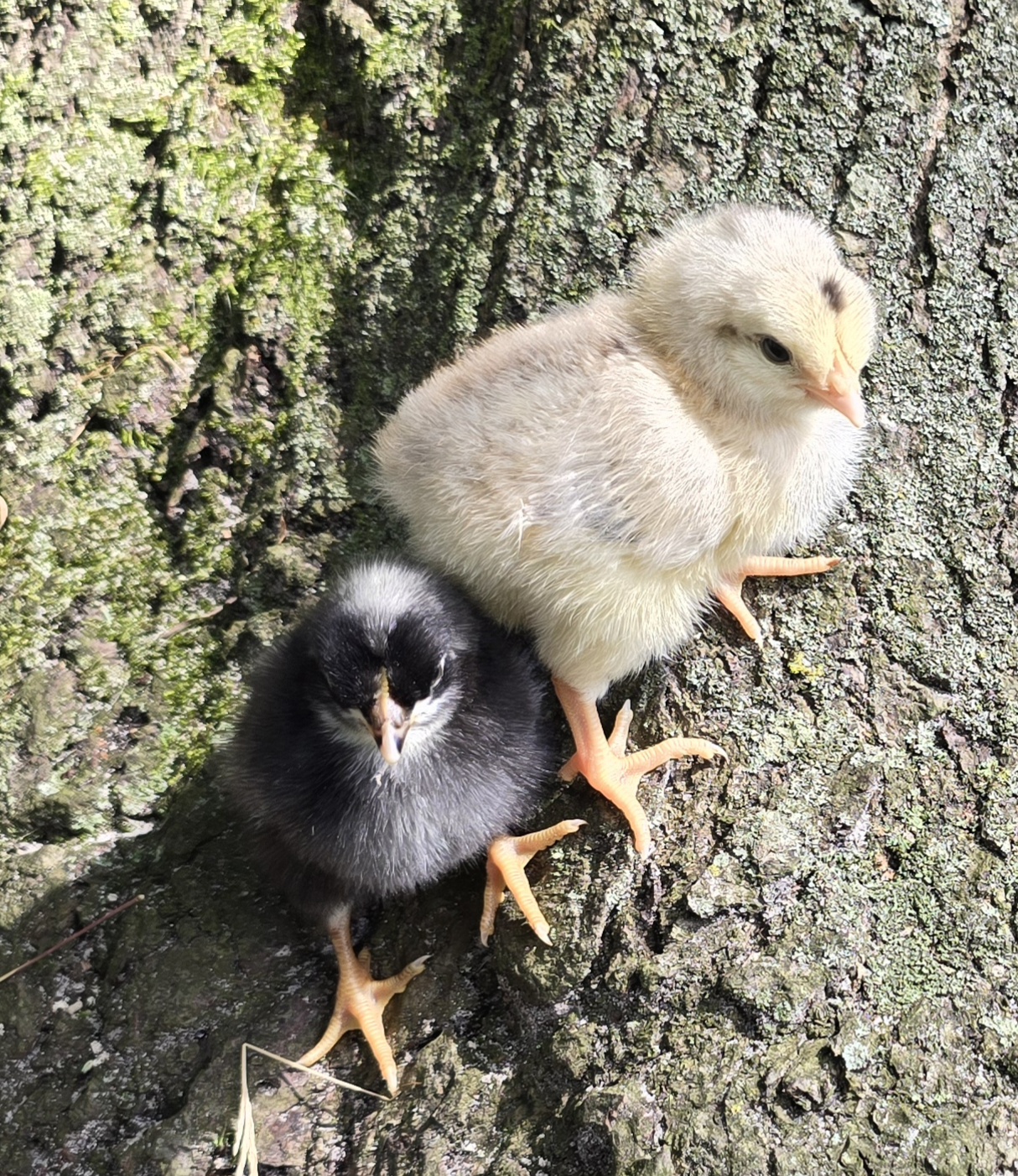 Moss Egger Day-Old Chicks 2026 PREORDER - Image 3