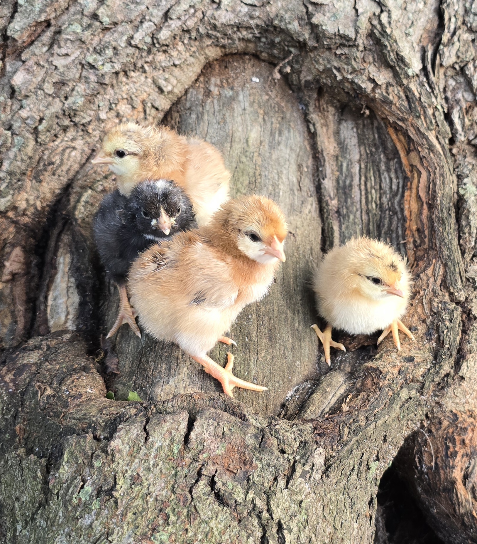 Moss Egger Day-Old Chicks 2026 PREORDER - Image 4