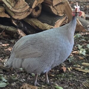 Guinea Hatching Eggs