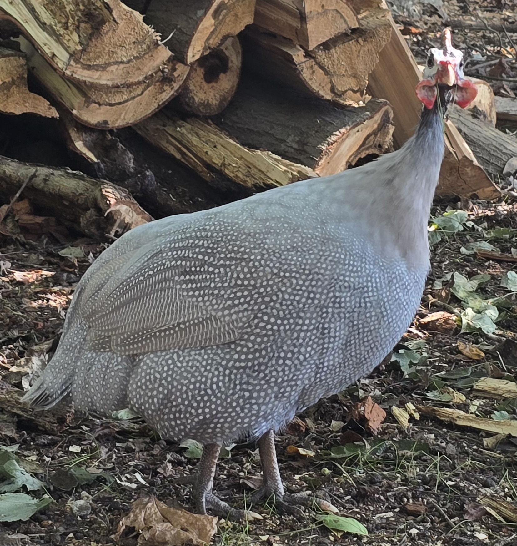 Guinea Hatching Eggs