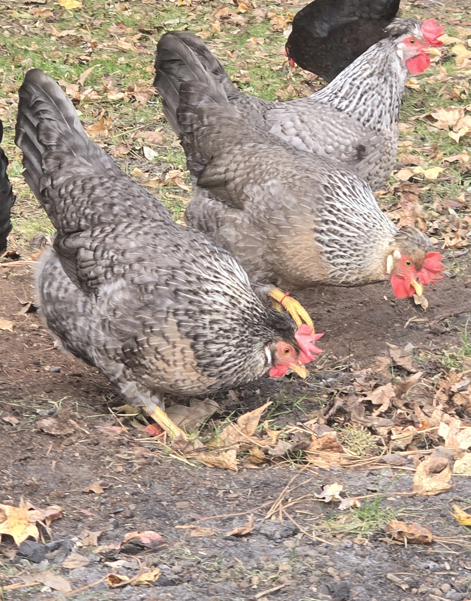 Cream Legbar Hatching Eggs - 1 Dozen - Image 7