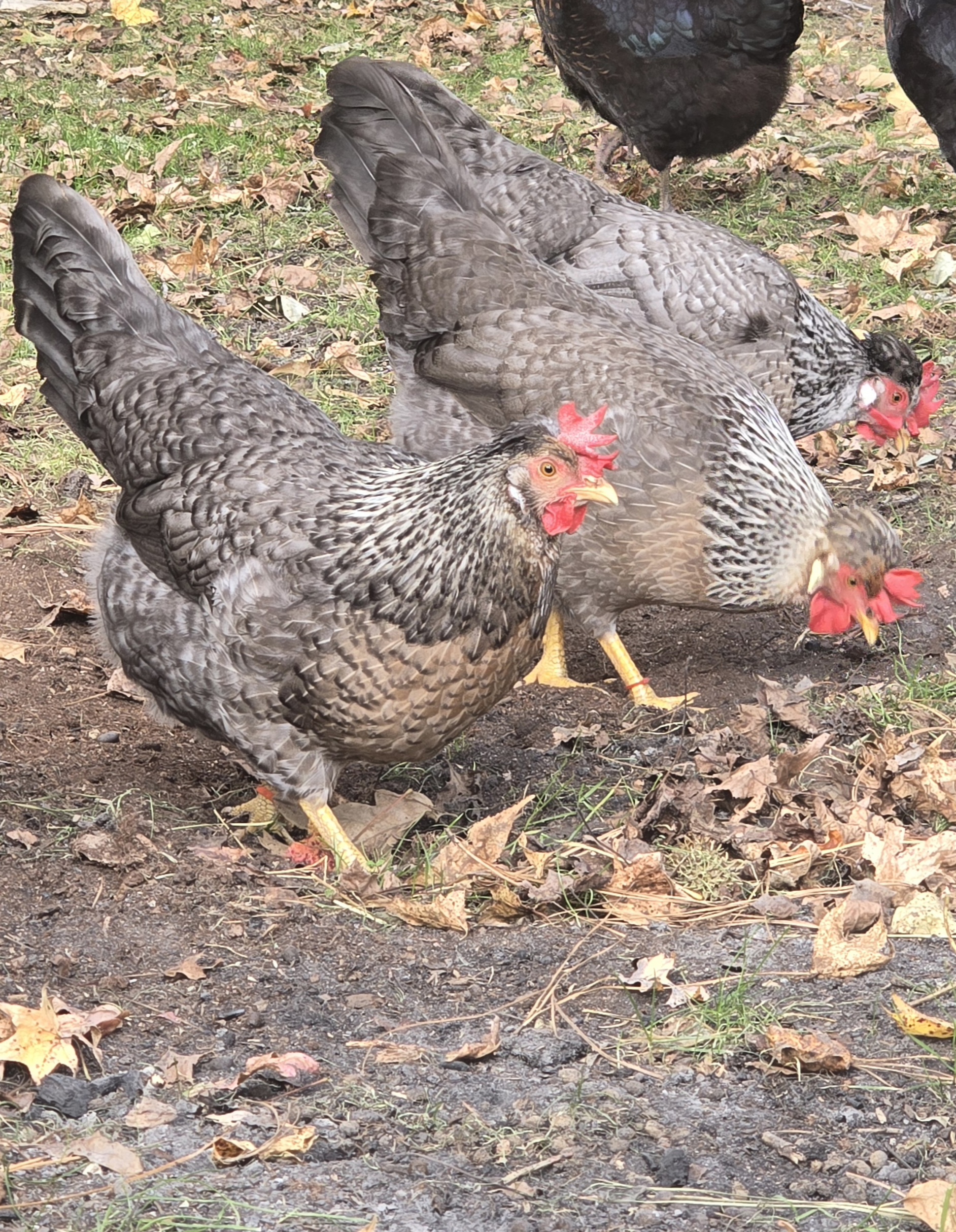 Cream Legbar Hatching Eggs - 1 Dozen - Image 5