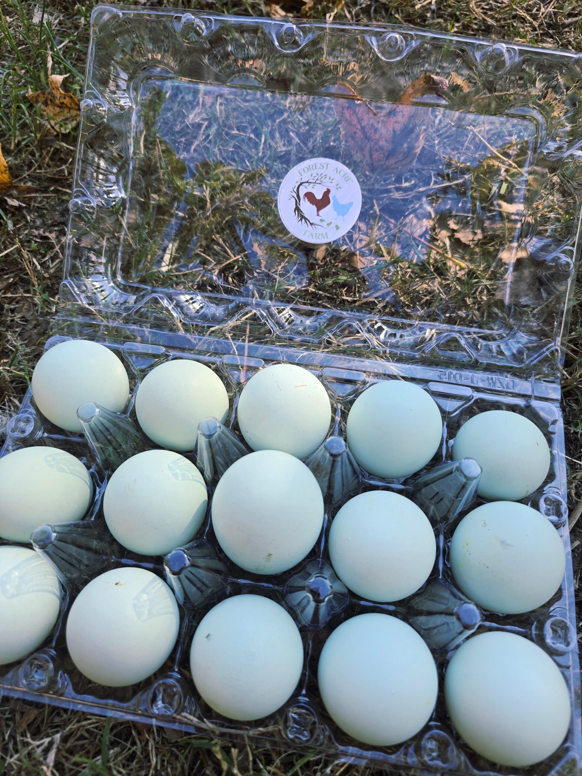 Cream Legbar Hatching Eggs - 1 Dozen - Image 2