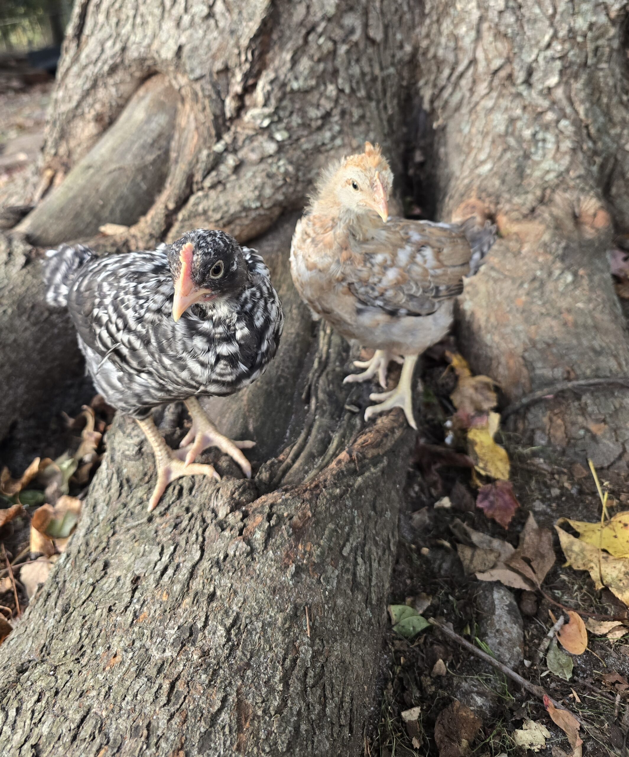 Moss Egger Day-Old Chicks 2026 PREORDER - Image 5