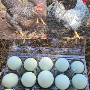 Cream Legbar Hatching Eggs - 1 Dozen