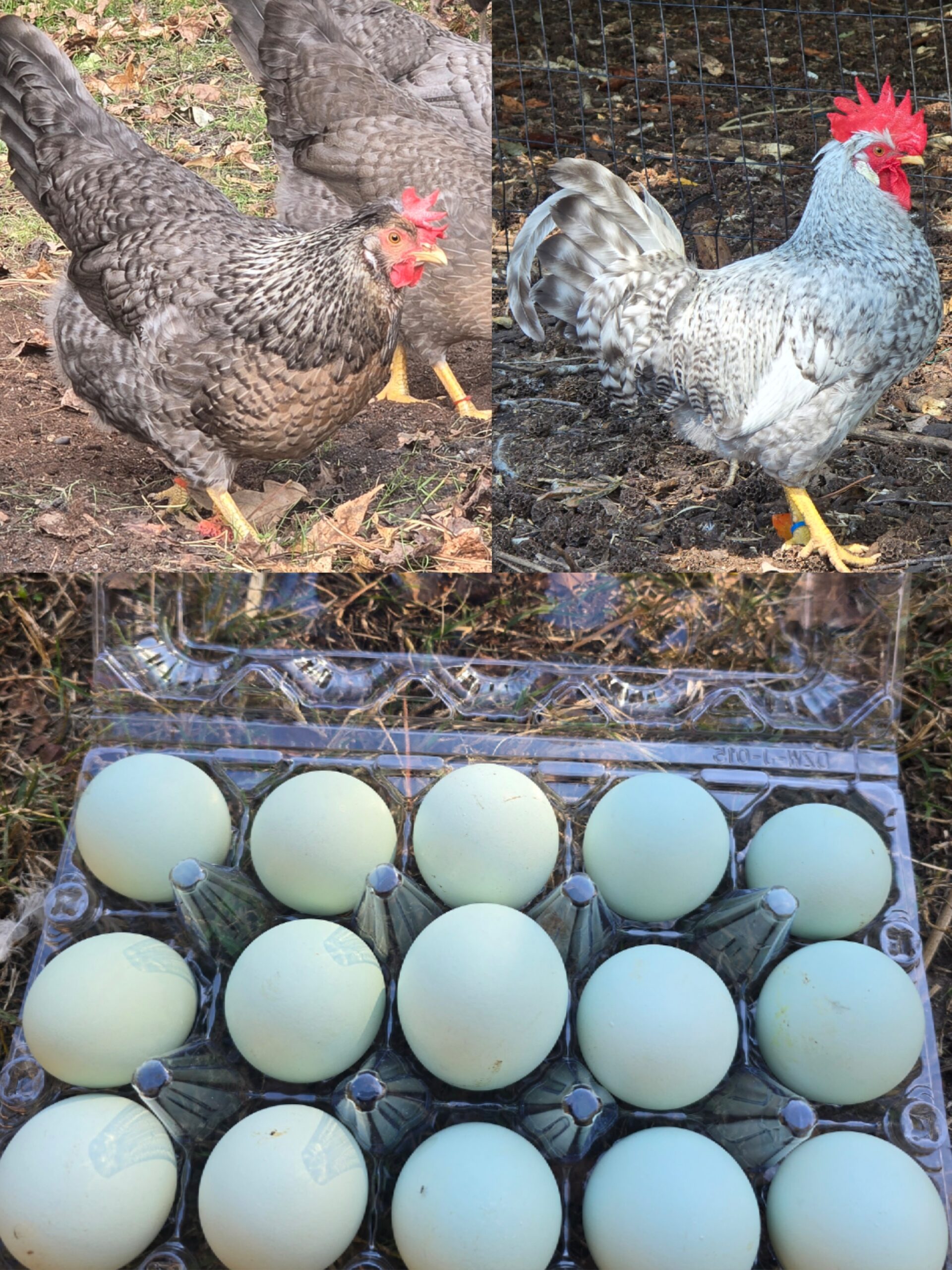 Cream Legbar Hatching Eggs - 1 Dozen