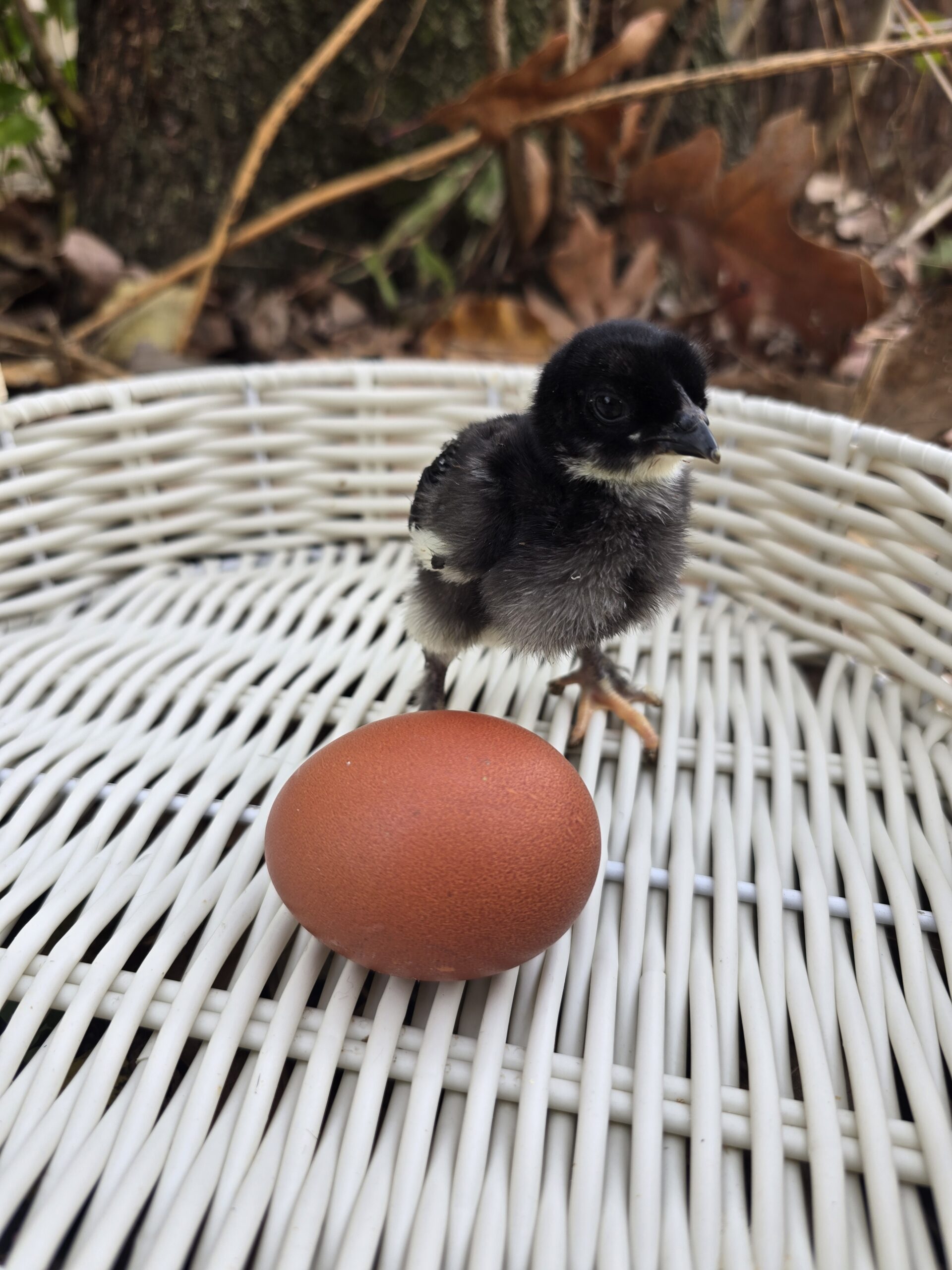 Black Copper Marans Hatching Eggs - 1 Dozen - Image 6