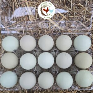 Araucana Hatching Eggs - 1 Dozen