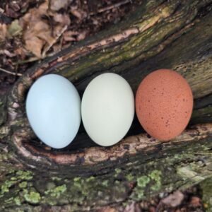Custom Rainbow Basket Hatching Eggs