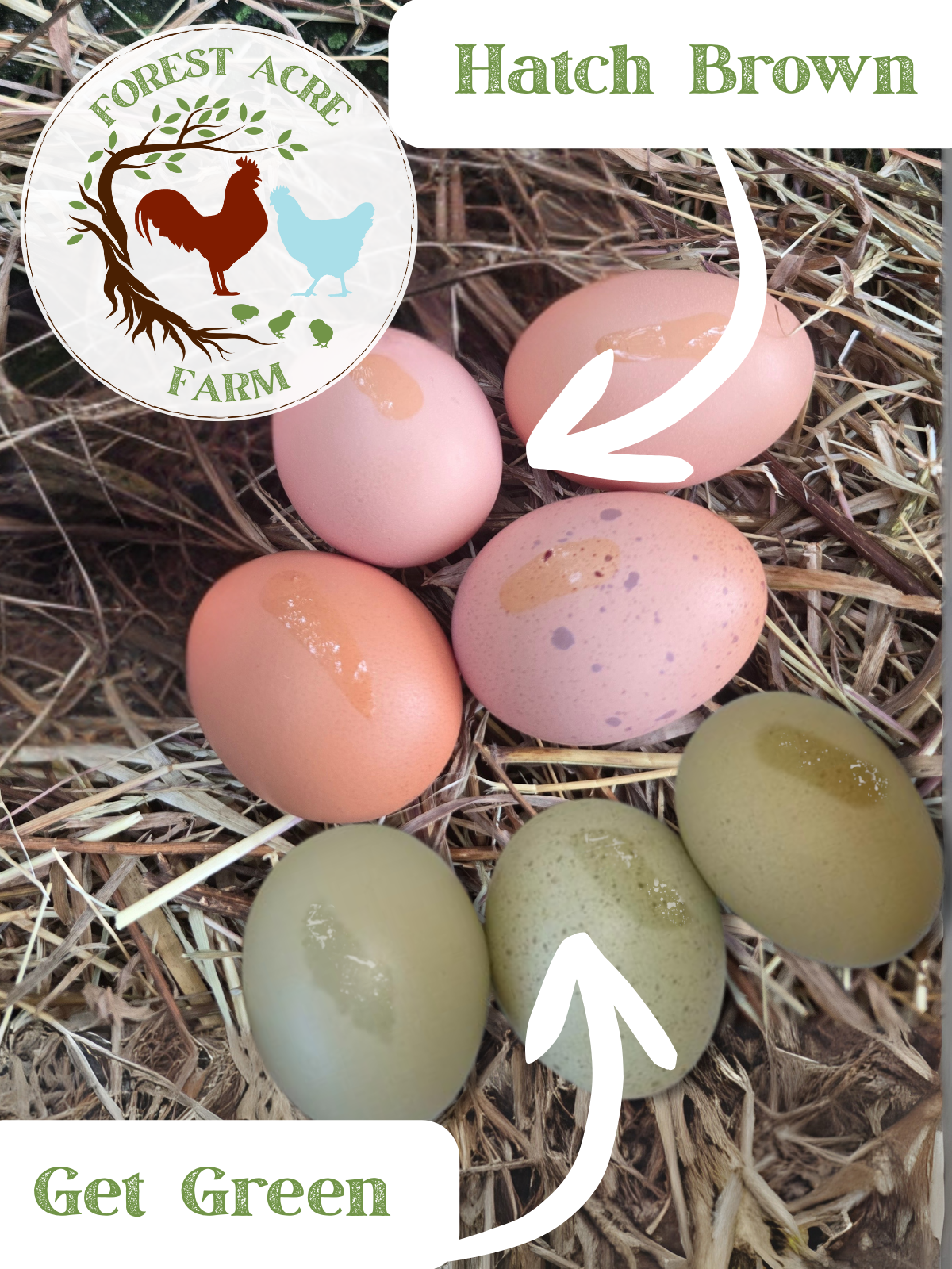 Moss Egger Day-Old Chicks 2026 PREORDER - Image 2