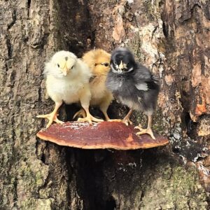 Moss Egger Day-Old Chicks 2026 PREORDER