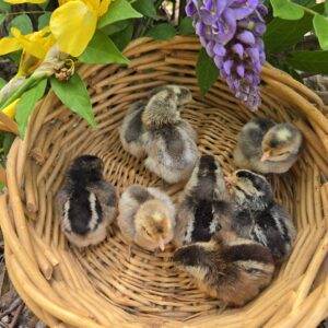 Cream Legbar Day-Old Chicks 2026 PREORDER