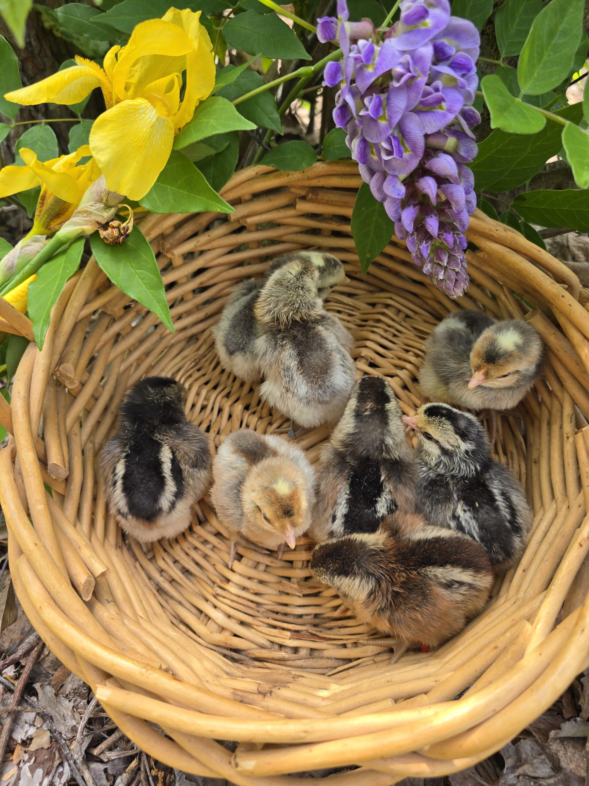 Cream Legbar Hatching Eggs - 1 Dozen - Image 3