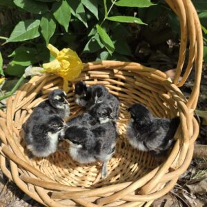 Black Copper Marans Day-Old Chicks