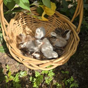 Guinea Fowl Day-Old Chicks