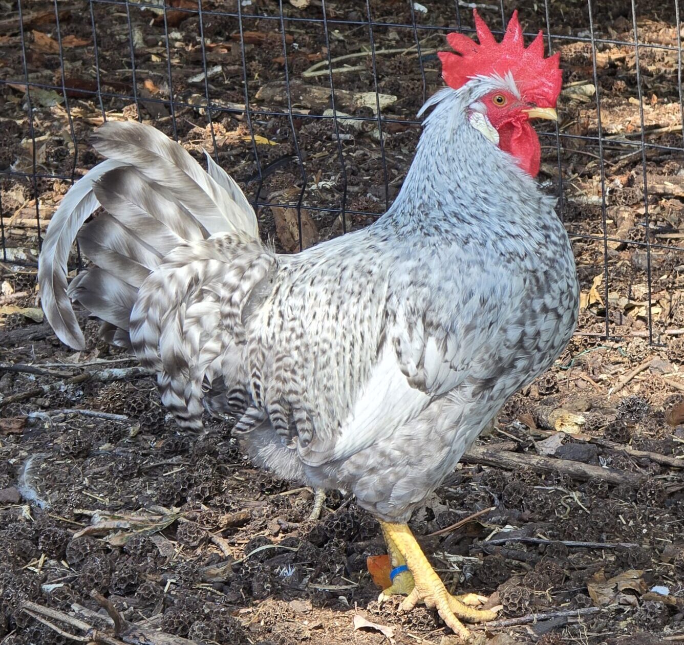 Cream Legbar Hatching Eggs - 1 Dozen - Image 4