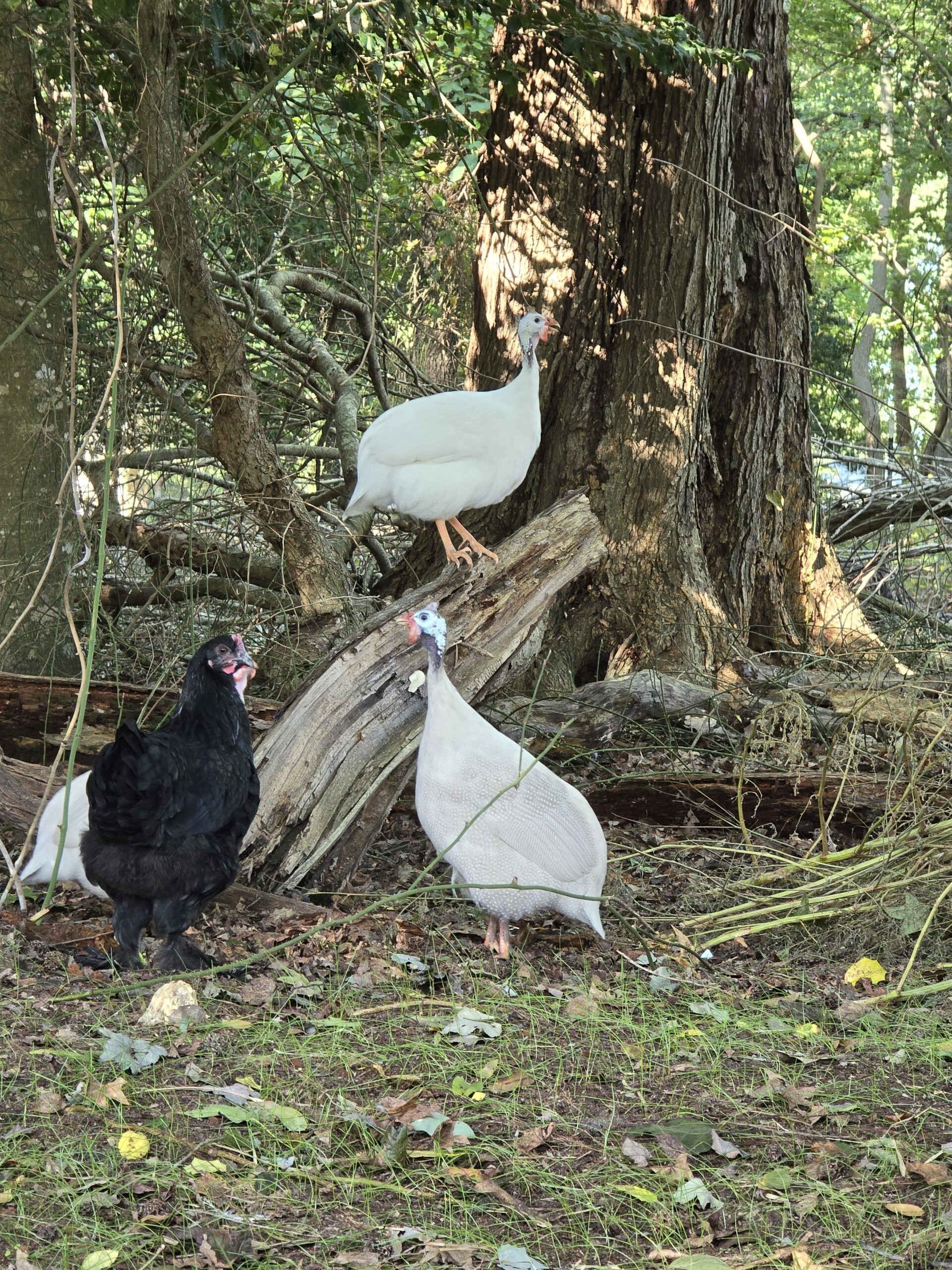 Guinea Fowl Day-Old Chicks - Image 4