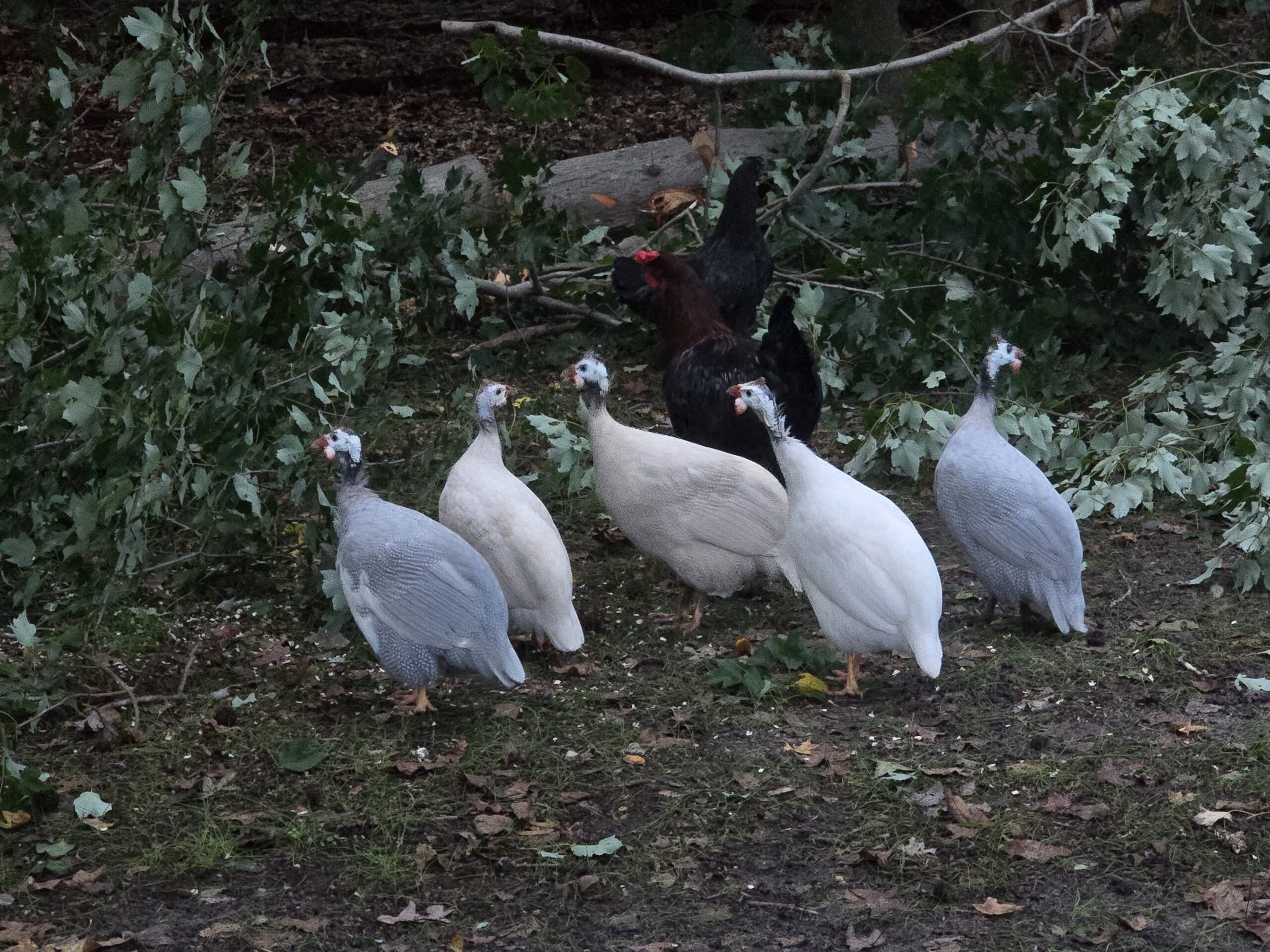 Guinea Hatching Eggs - Image 3