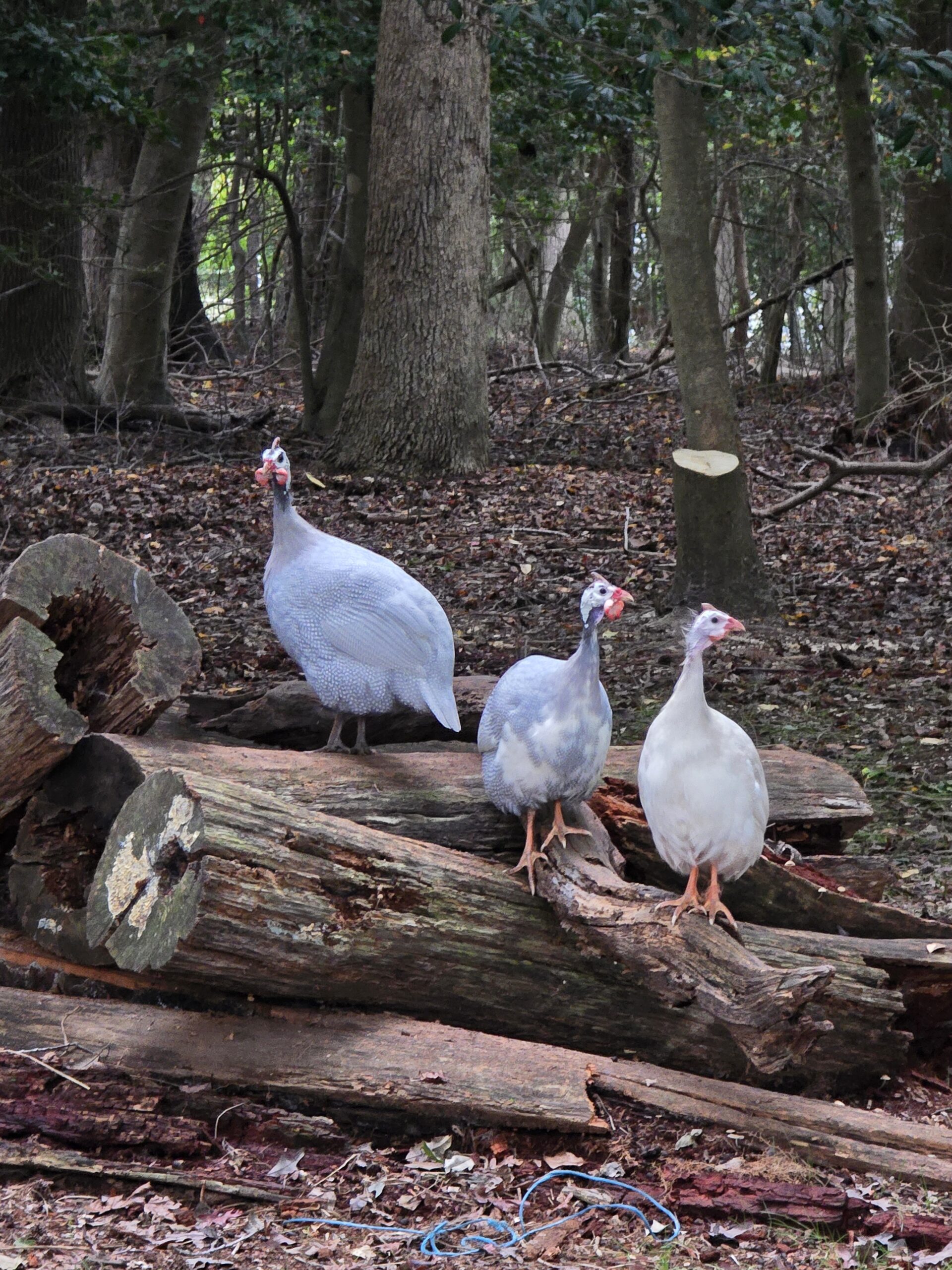Guinea Hatching Eggs - Image 2