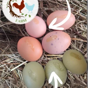 Moss Egger Hatching Eggs - 1 Dozen