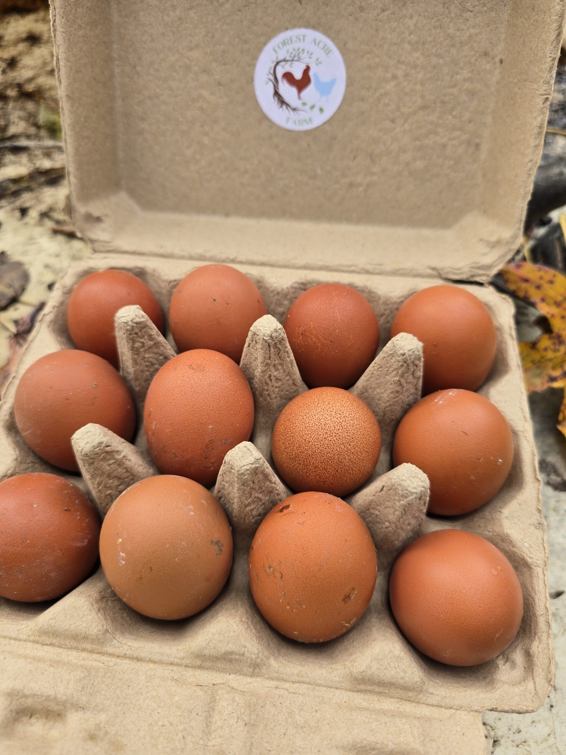 Black Copper Marans Day-Old Chicks - Image 2