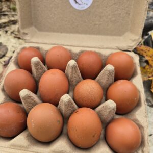 Black Copper Marans Hatching Eggs - 1 Dozen