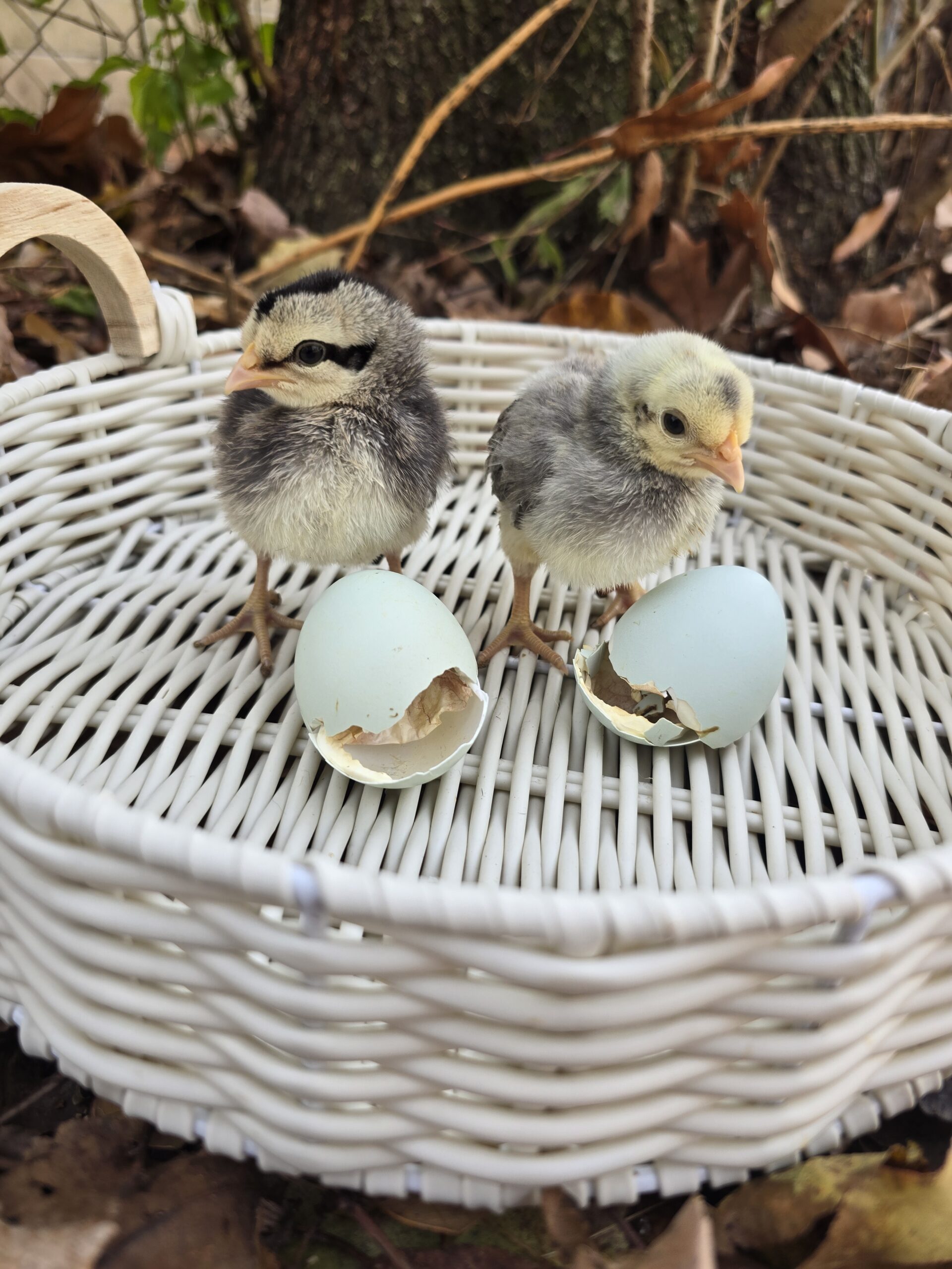 Cream Legbar Hatching Eggs - 1 Dozen - Image 10