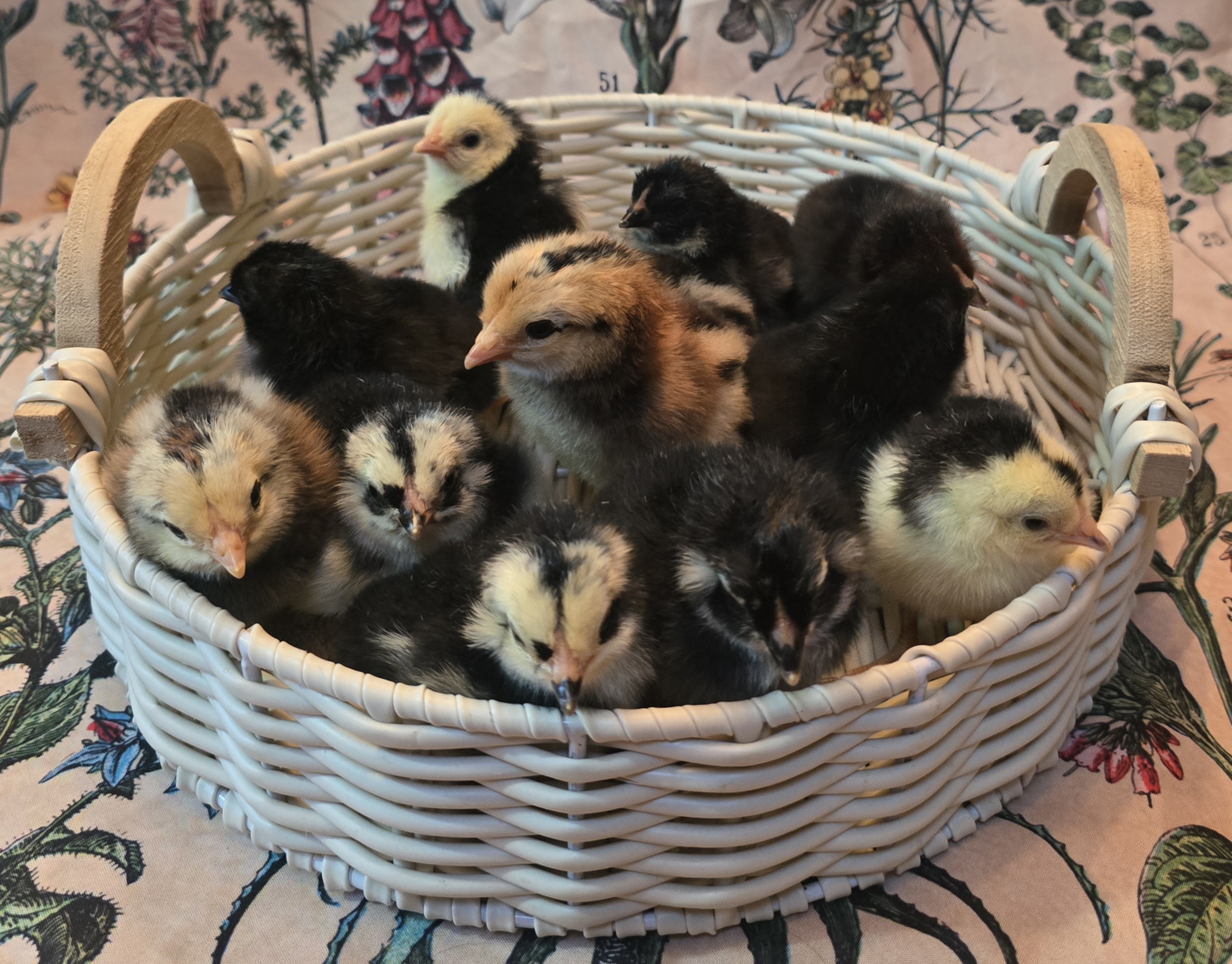 Araucana Day Old Chicks - 2026 PREORDER - Image 2