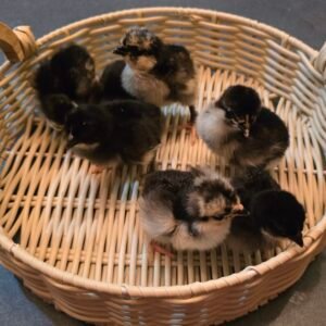 Olive Egger Day Old Chicks