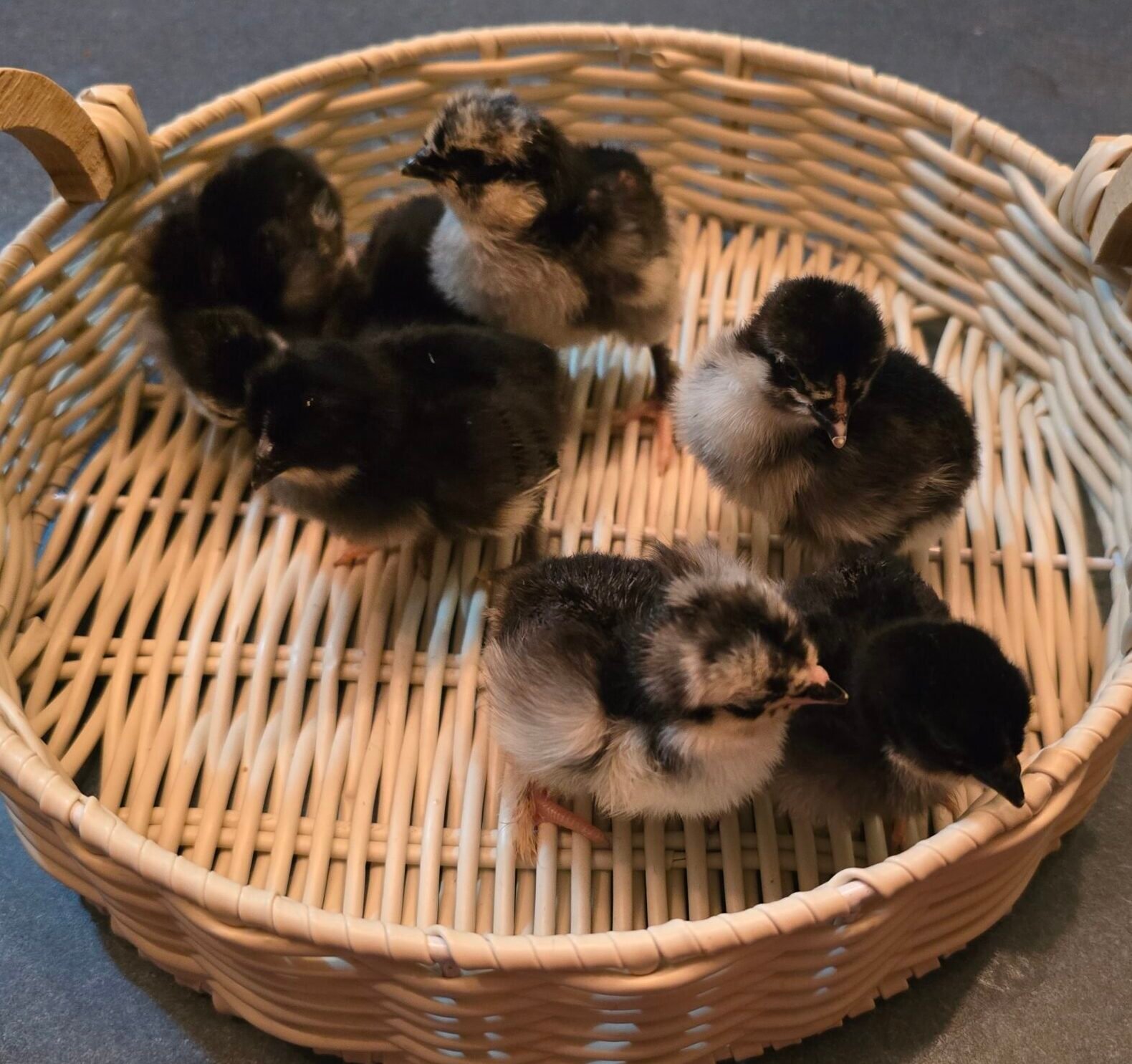 Olive Egger Hatching Eggs - 1 Dozen - Image 2