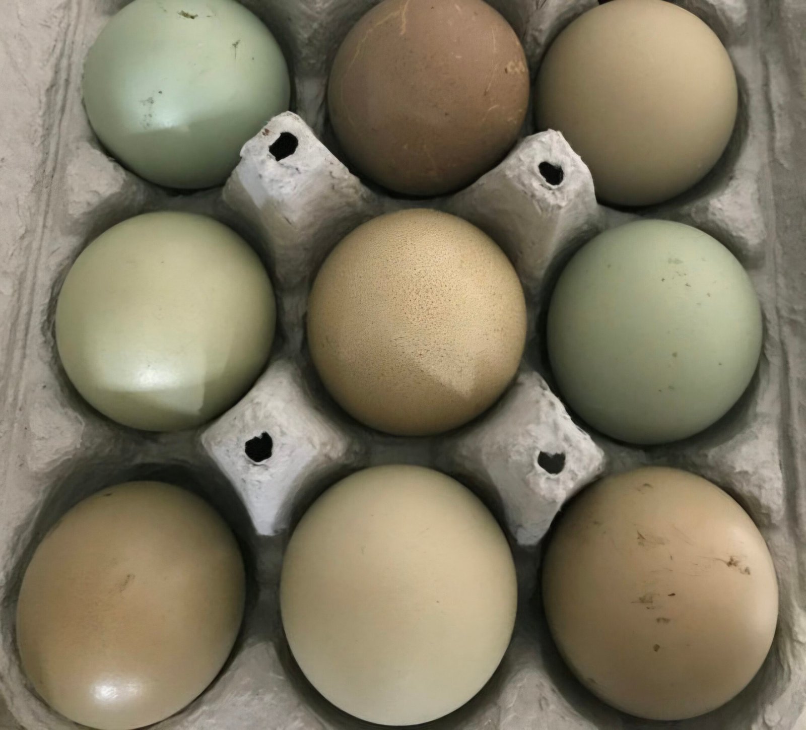 Olive Egger Hatching Eggs - 1 Dozen - Image 5