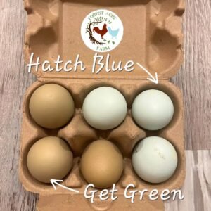 Olive Egger Hatching Eggs - 1 Dozen