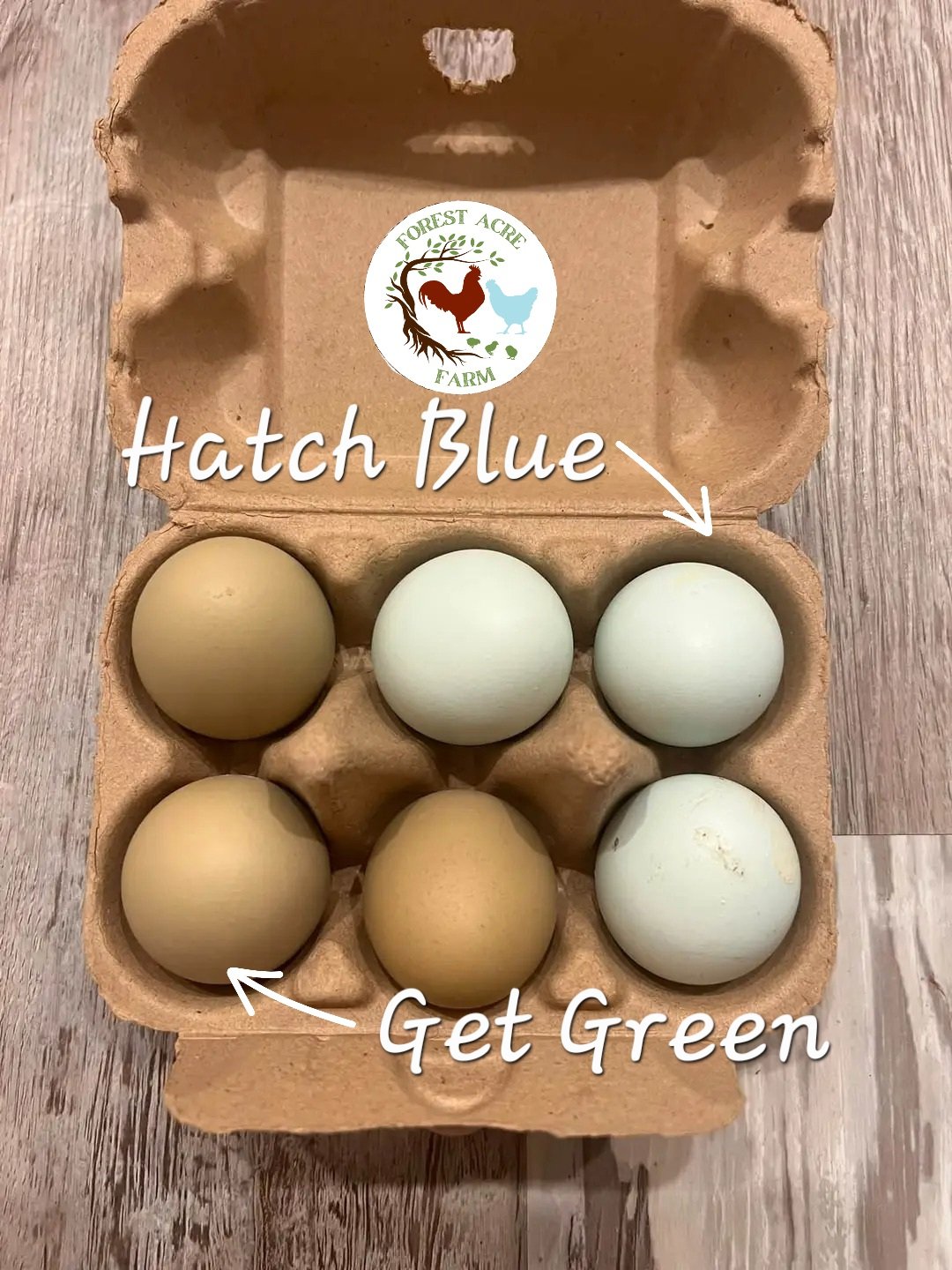 Olive Egger Hatching Eggs - 1 Dozen